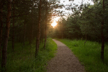 Narrow trail path in the woods with green grass, trees around and dusk sunset sunshine in the background. Pokrovskoe Streshnevo park, Moscow, Russia
