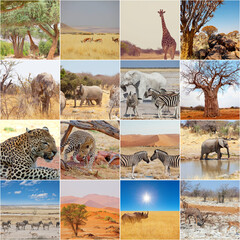 Fototapeta African safari obraz