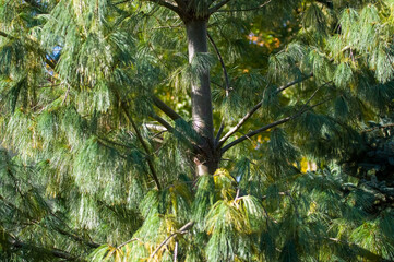 Drzewo iglaste ujęcie z bliska gałęzi z szyszkami © Monika