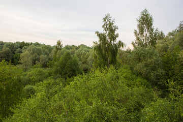 Beautiful nature. Woods with green trees foliage, grass field and  clouds in the background. Afternoon panorama landscape at Pokrovskoe Streshnevo urban forest park, Moscow, Russia