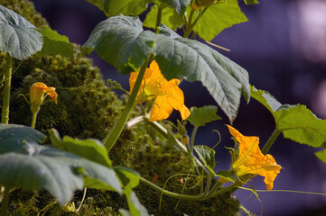 Żółte kwiaty dyni na pnączu © Monika