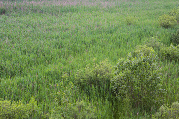 Beautiful nature. Grass meadow field and  trees green foliage filled frame afternoon panorama landscape at Pokrovskoe Streshnevo urban forest park, Moscow, Russia