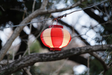 境内に提灯が並ぶ　東京、赤坂氷川神社の境内の風景