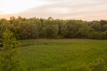 Beautiful nature. Woods with green trees foliage, grass field and  clouds in the background. Afternoon panorama landscape at Pokrovskoe Streshnevo urban forest park, Moscow, Russia