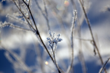 Fototapeta na wymiar Oszroniona gałązka zimowa kompozycja w jasnych kolorach
