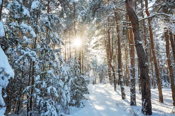 Deurstickers Winter forest © Galyna Andrushko