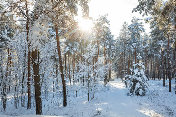 Winter forest