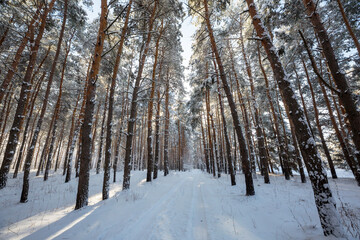 Winter forest
