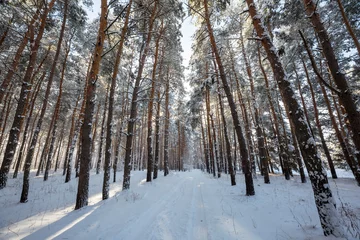 Foto auf Leinwand Winterwald © Galyna Andrushko