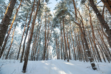 Naklejka premium Winter forest