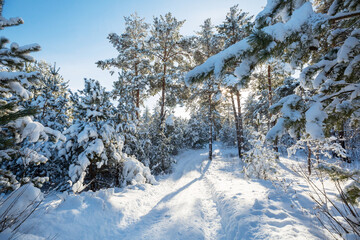 Winter forest