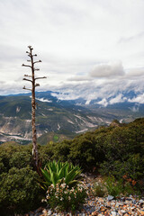 Stunning view of the mountains with the plants on front. Hiking in Mexican Sierra