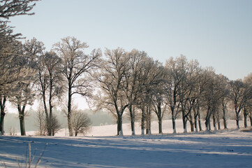 Zimowa sceneria oszronione drzewa wzdłuż drogi