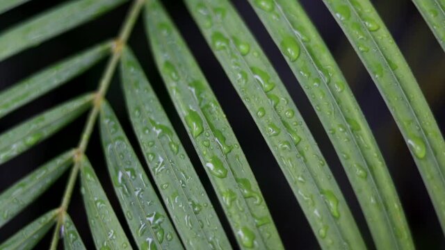 Raindrops on tropical leaves Foliage and exotic plants of rainforest flora at rainy day. Beautiful jungle nature background