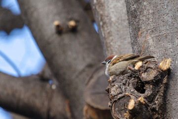 スズメがとまっている　