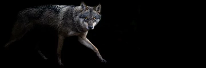 Foto op Canvas Template of a grey wolf with a black background © AB Photography