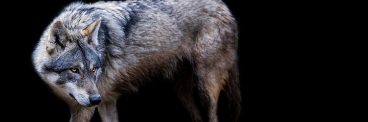 Obraz premium Template of a grey wolf with a black background