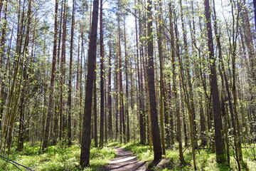 Spring in Latvian forest during daytime