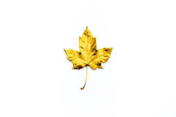 Autumn or golden October concept. Gilded maple leaf against white background. Top view, flat lay.