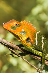 Reptile
Common Green Forest Lizard (Calotes Calotes)