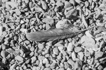 close up of a feather