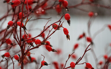 rose hips in hoar frost on a winter day