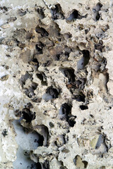 The white cardboard was destroyed by termites..