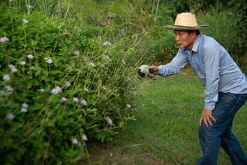 Gardener Asian senior male worker trimming bushes and shrubs with steel hedge shears in garden tidy...