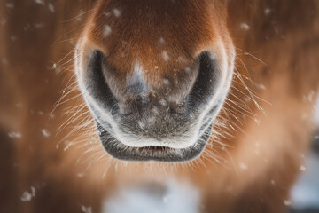 Pferd / Nase / Winter © Petra Fischer