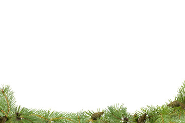 A frame of pine branches with small cones on a white background.