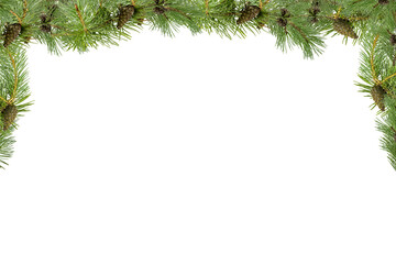 A frame of pine branches with small cones on a white background.