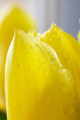 Close-up of a bright fresh yellow tulip in shallow. Bouquet of spring yellow tulips close-up.