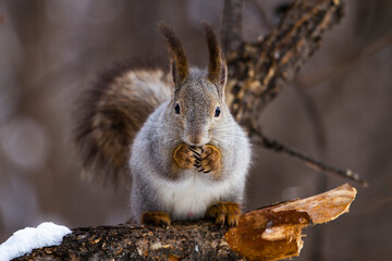 Squirrel in the winter forest