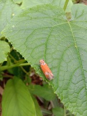 green caterpillar on leaf