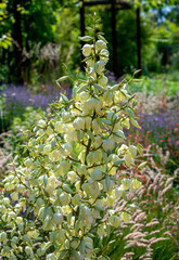white flourishing agave plant in an ornamental garden