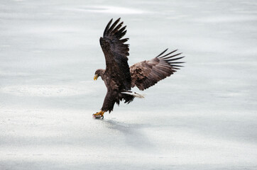 eagle
