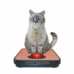 An ashen cat sits on a weigh scale. Stop eating. White background. Isolated.