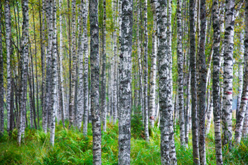 White birch trees in the forest