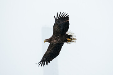 eagle
