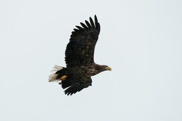 Fototapeta premium eagle