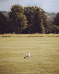 Seagull