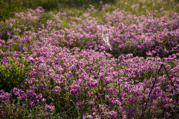 Sunlit Pink flowers along the roads in America