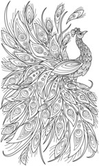 Fototapeta na wymiar Peacock coloring book for adult illustrations. Anti-stress coloring