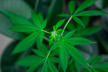 large indica plant sativa canabis beautiful background of the theme of legalization and medical hemp in the world
