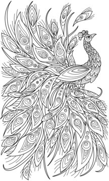Peacock coloring book for adult illustrations. Anti-stress coloring