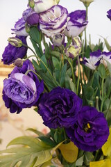 Obraz na płótnie Canvas Close up A bouquet of Blooming Purple Rose