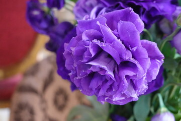 Close up A bouquet of Blooming  Purple Rose