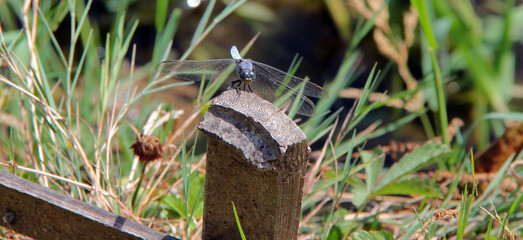 libellule posée © helenedevun