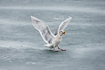 bird seagull