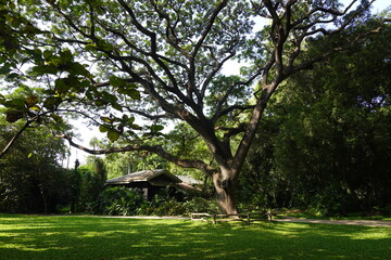 Big Rain tree in the green yard